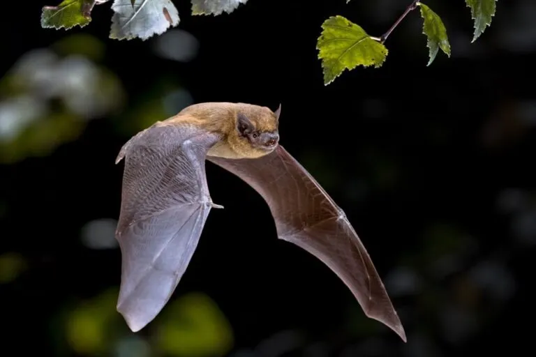 pipistrello in volo