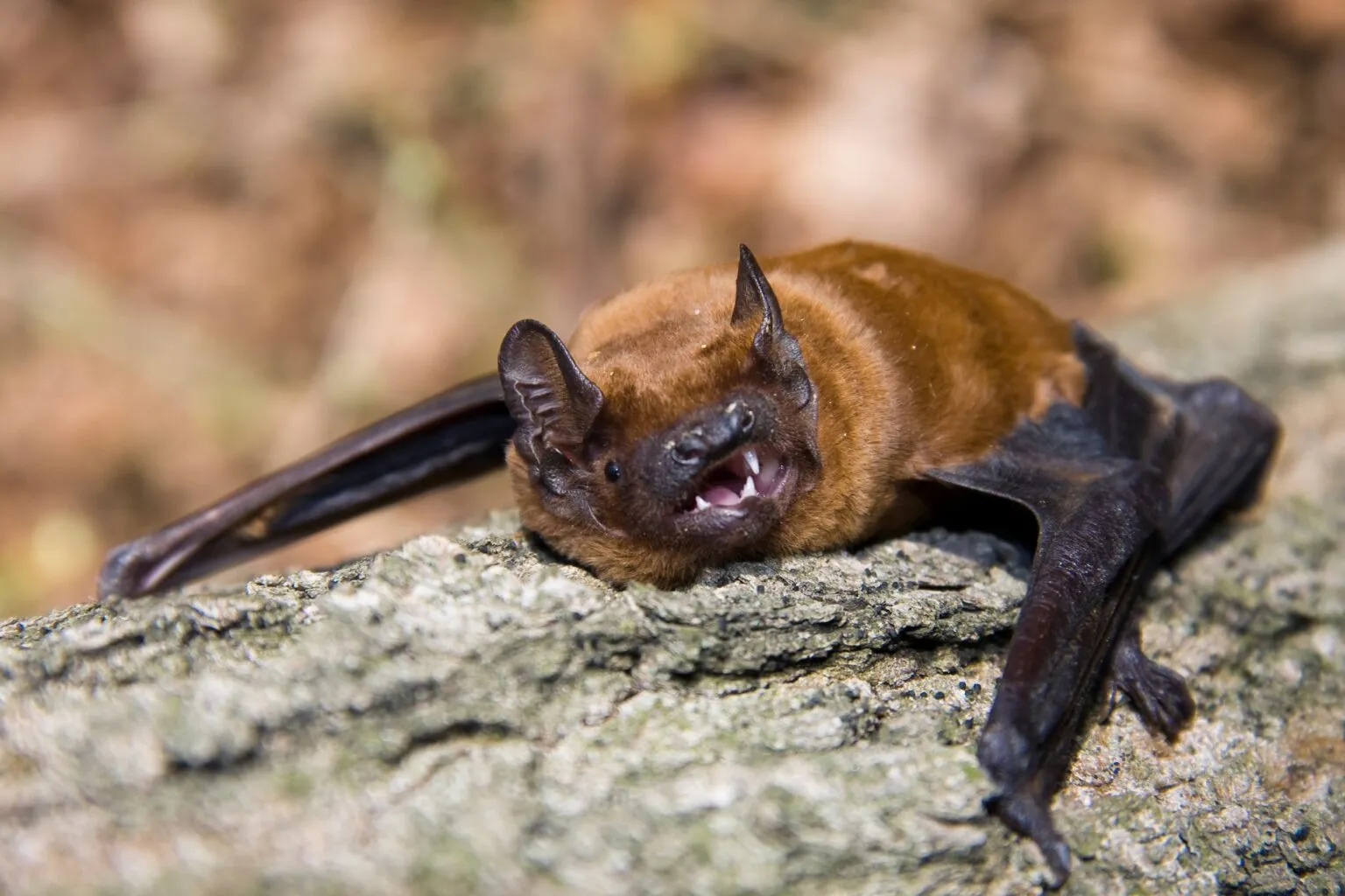 pipistrello nottola (Nyctalus noctula)