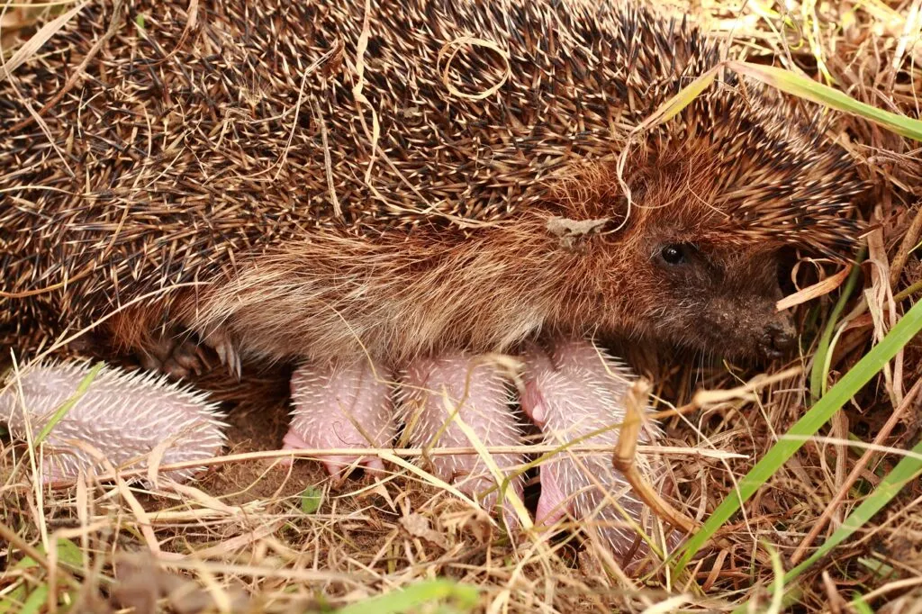 riccio con suoi cuccioli