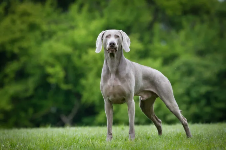 Weimaraner grigio nel prato