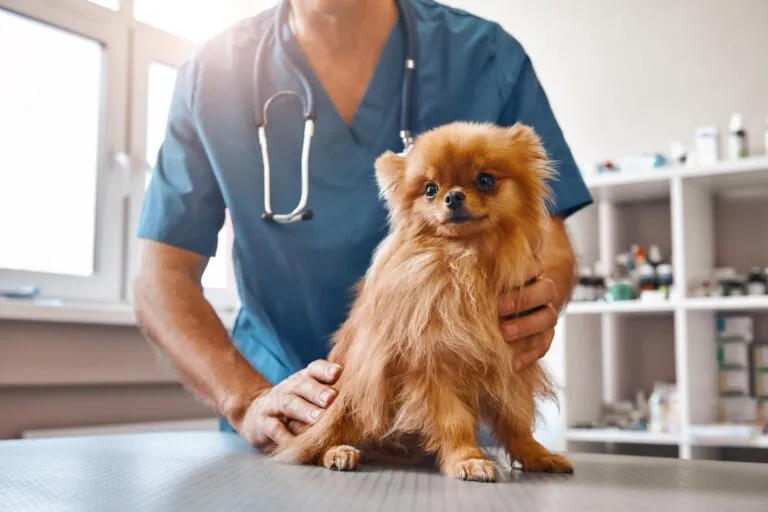 cane dal veterinario