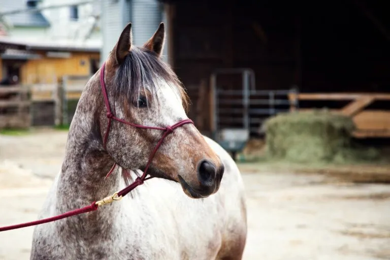 cavallo al guinzaglio in stalla