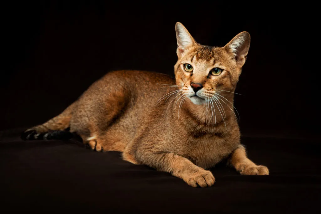 chausie gatto