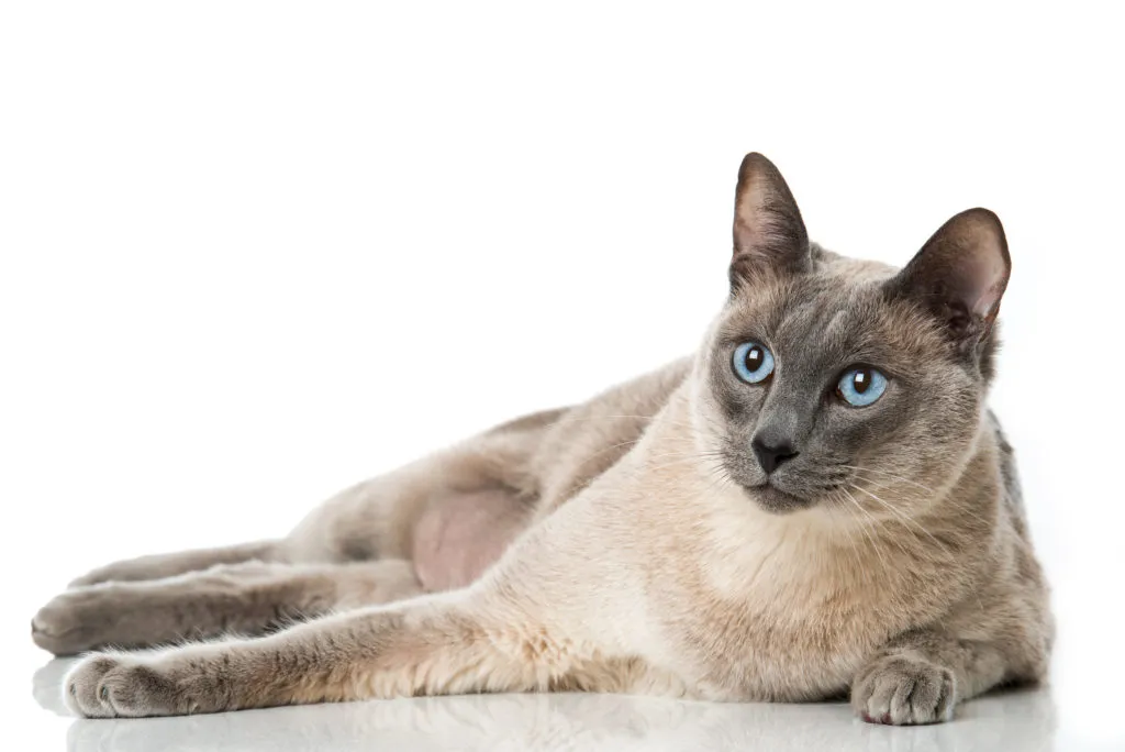 gatto tonkinese