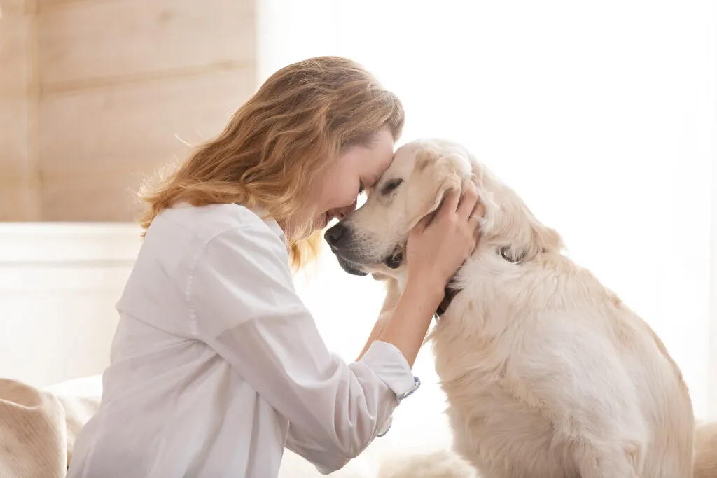 i cani con problemi di malattie epatiche si sentono stanchi