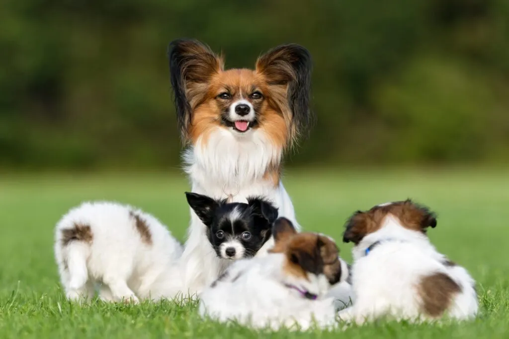 Cagnolina Papillon con 4 cuccioli