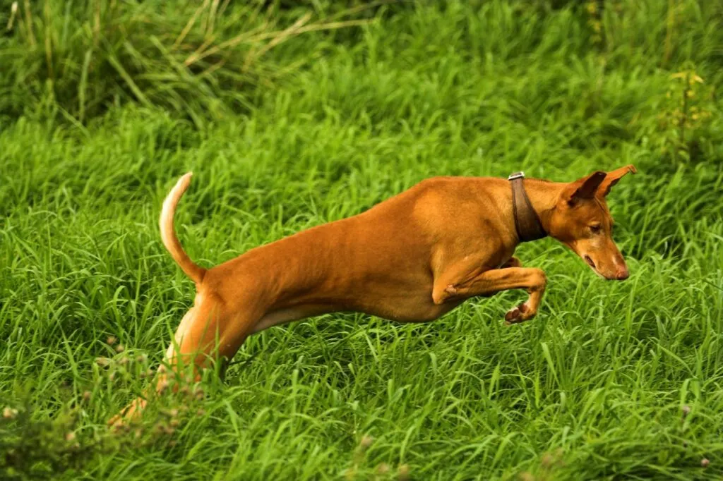 Podenco canario gioca in giardino