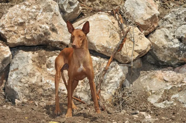 podenco canario