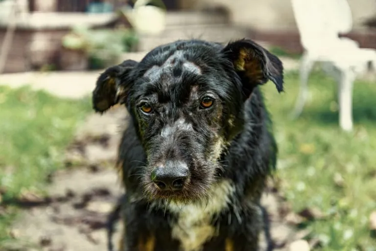 rogna demodettica nel cane