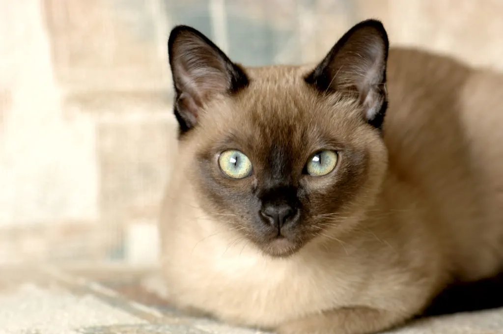 sguardo gatto Tonkinese