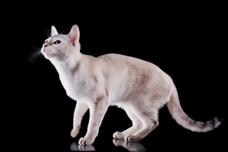 Tonkinese bianco