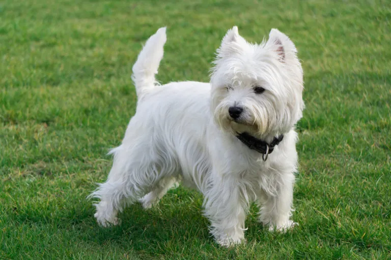 west highland white terrier westie