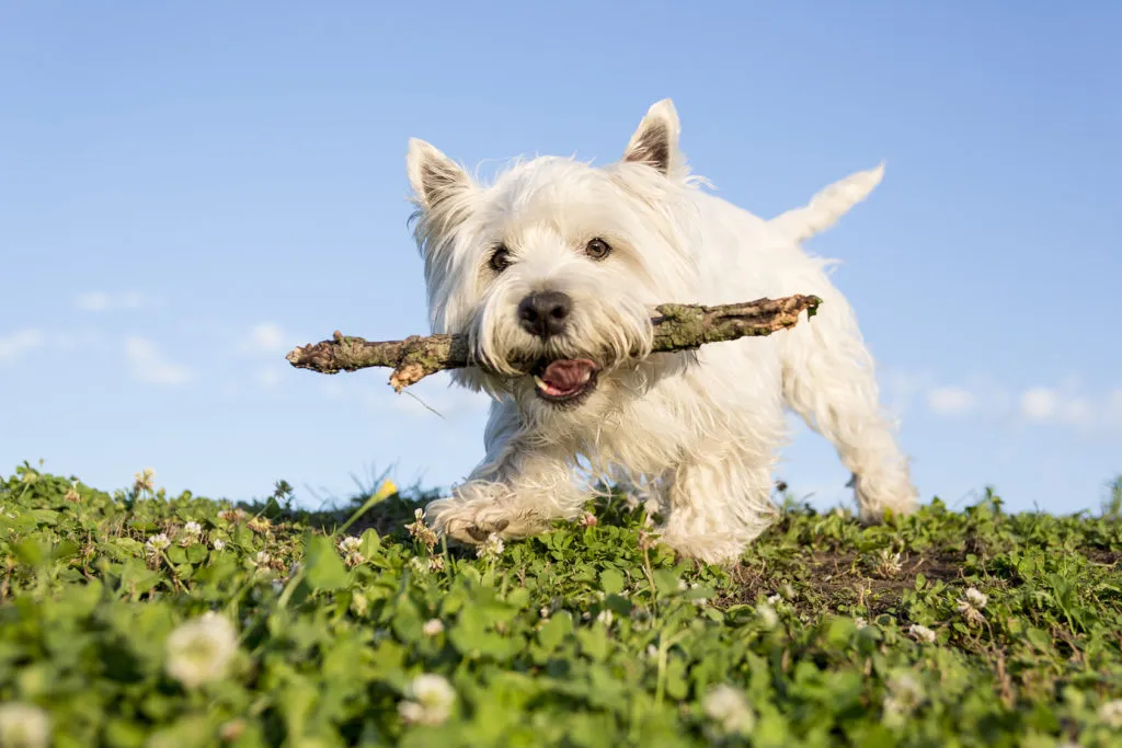 westie cane gioca nei campi