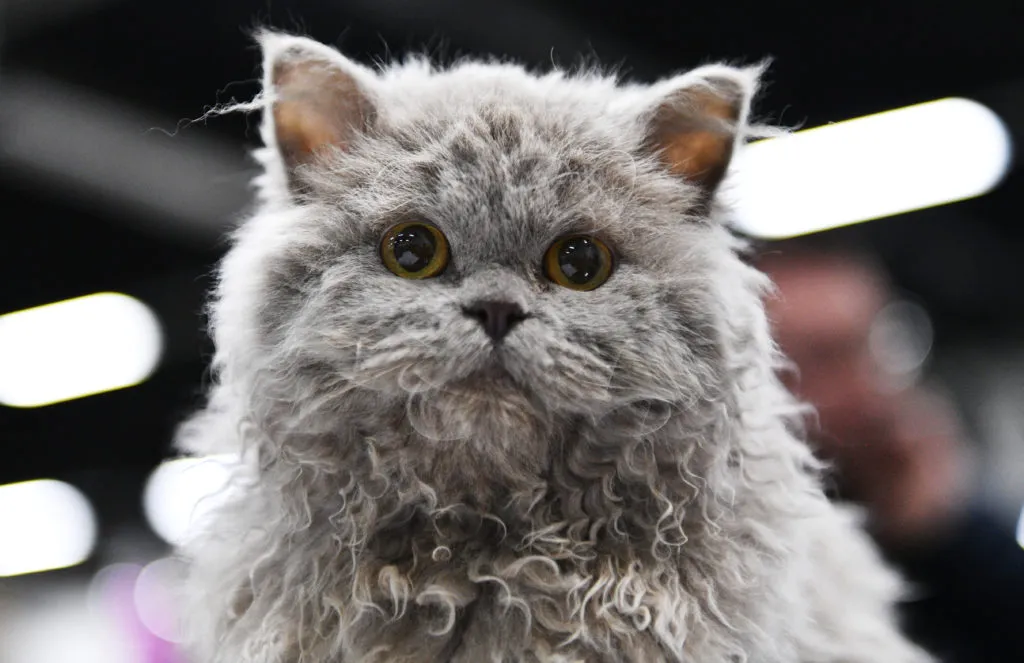 Selkirk Rex cucciolo gattino