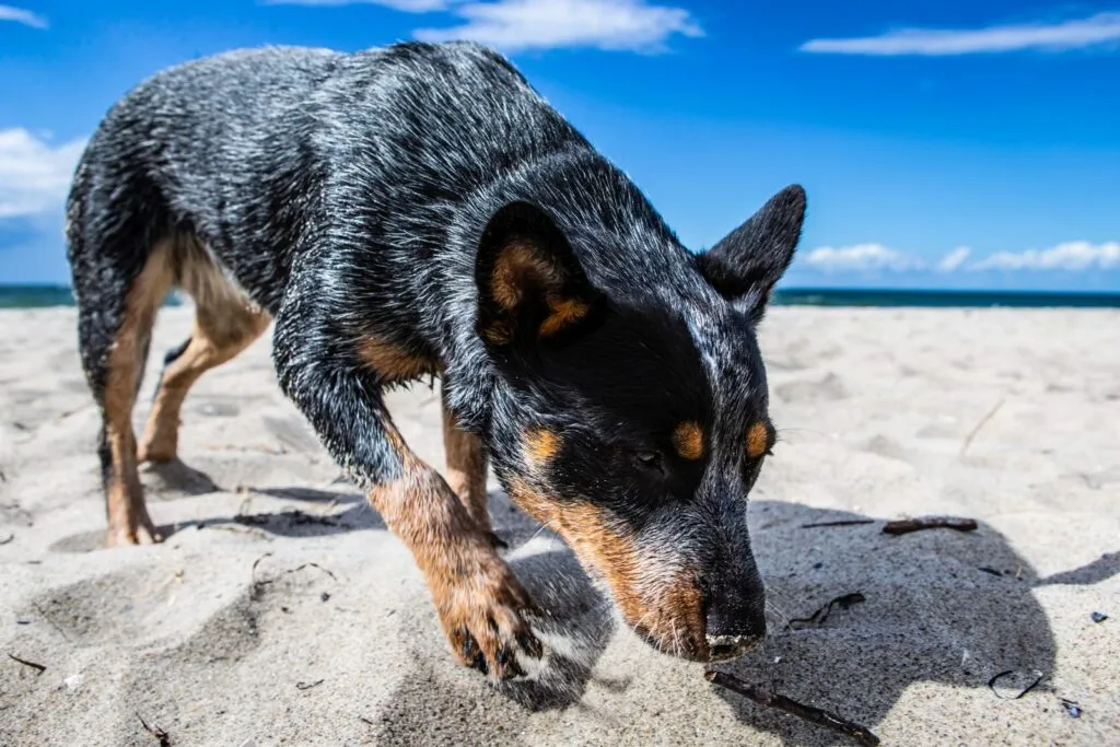 Australian Cattle Dog in spiaggia