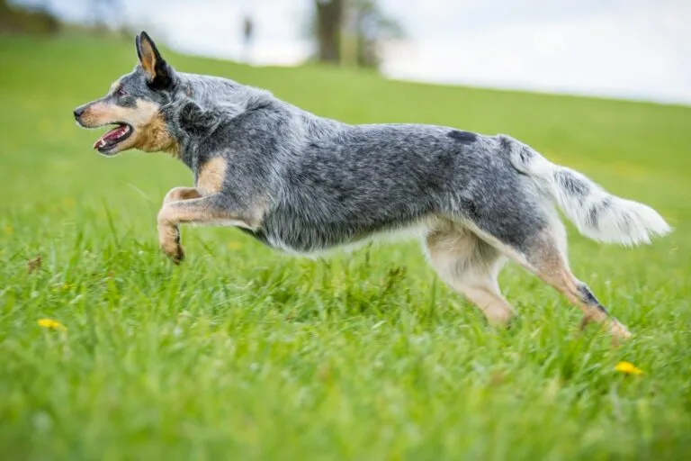 Australian Cattle Dog nel prato