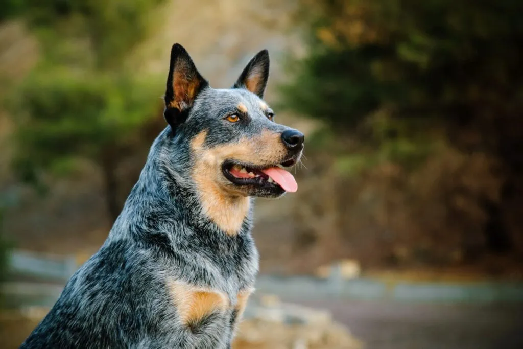 Australian Cattle Dog