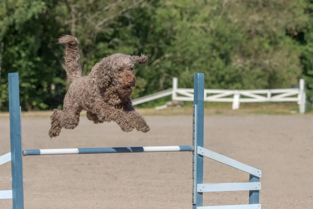 barbet durante agility dog