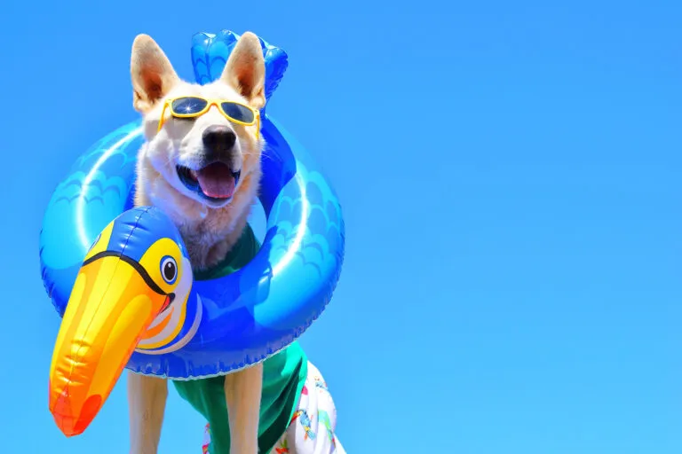 cane in spiaggia