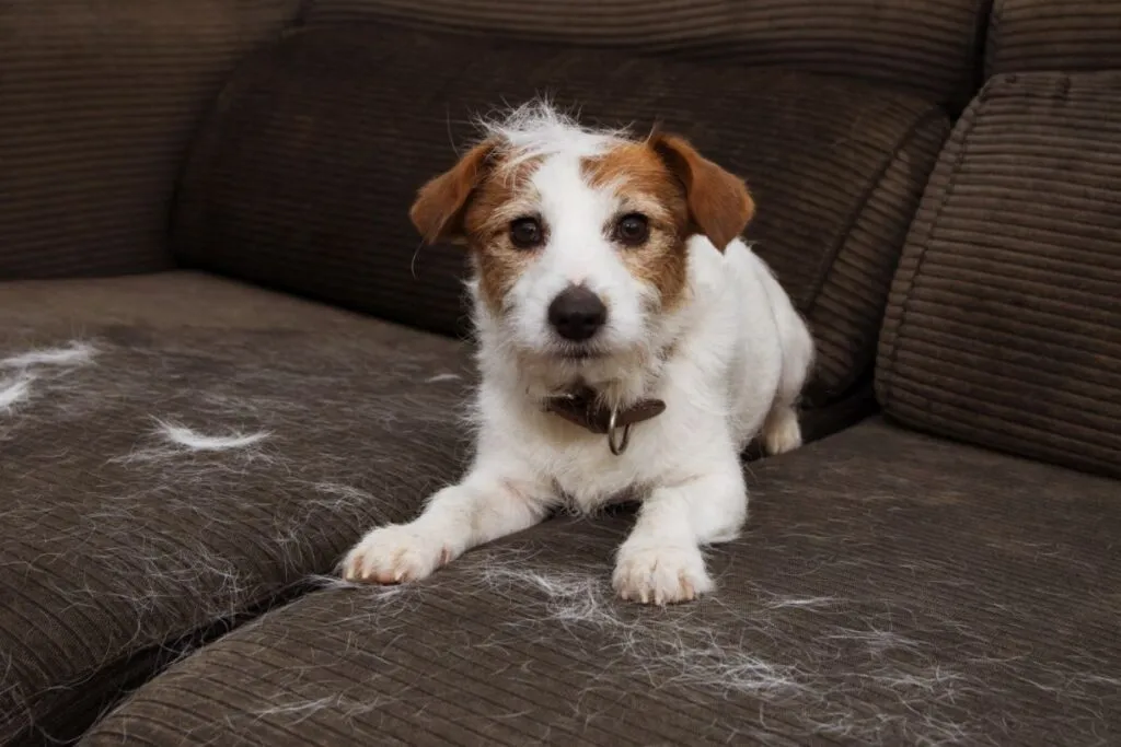 jack russell perde peli sul divano