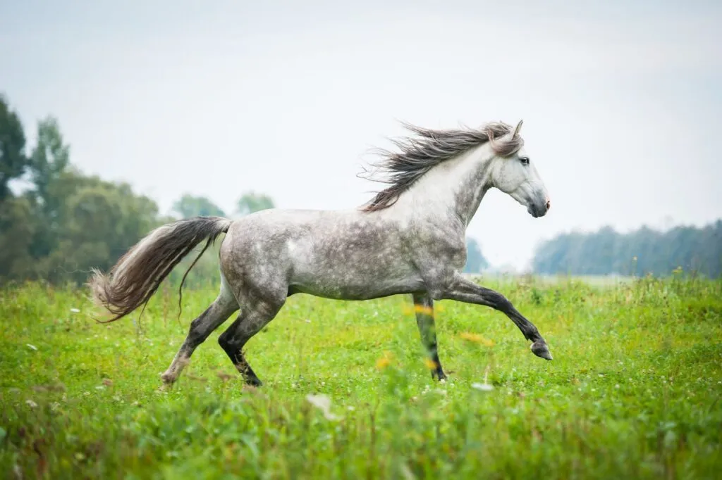 cavallo andaluso grigio nel prato