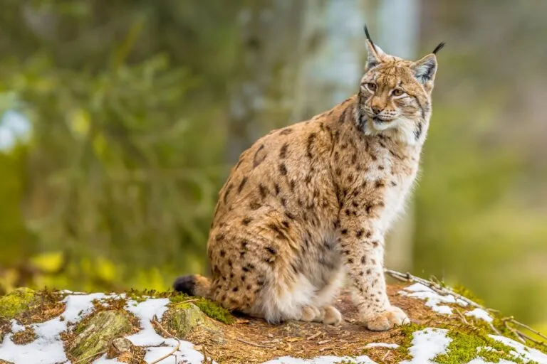 lince euroasiatica