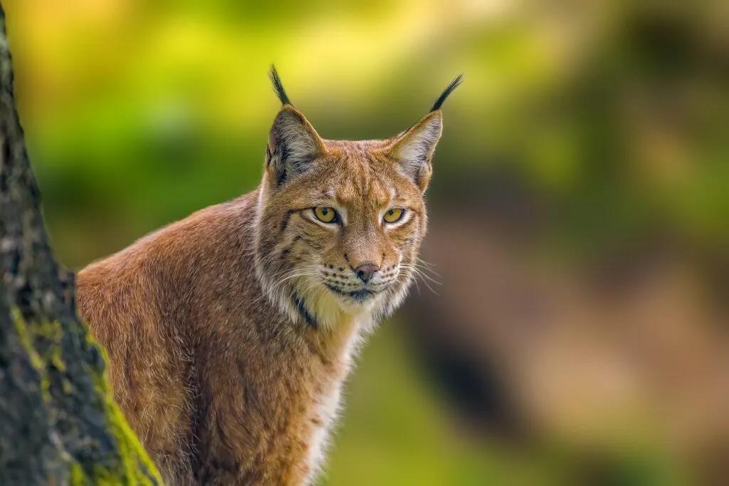 lince in primo piano