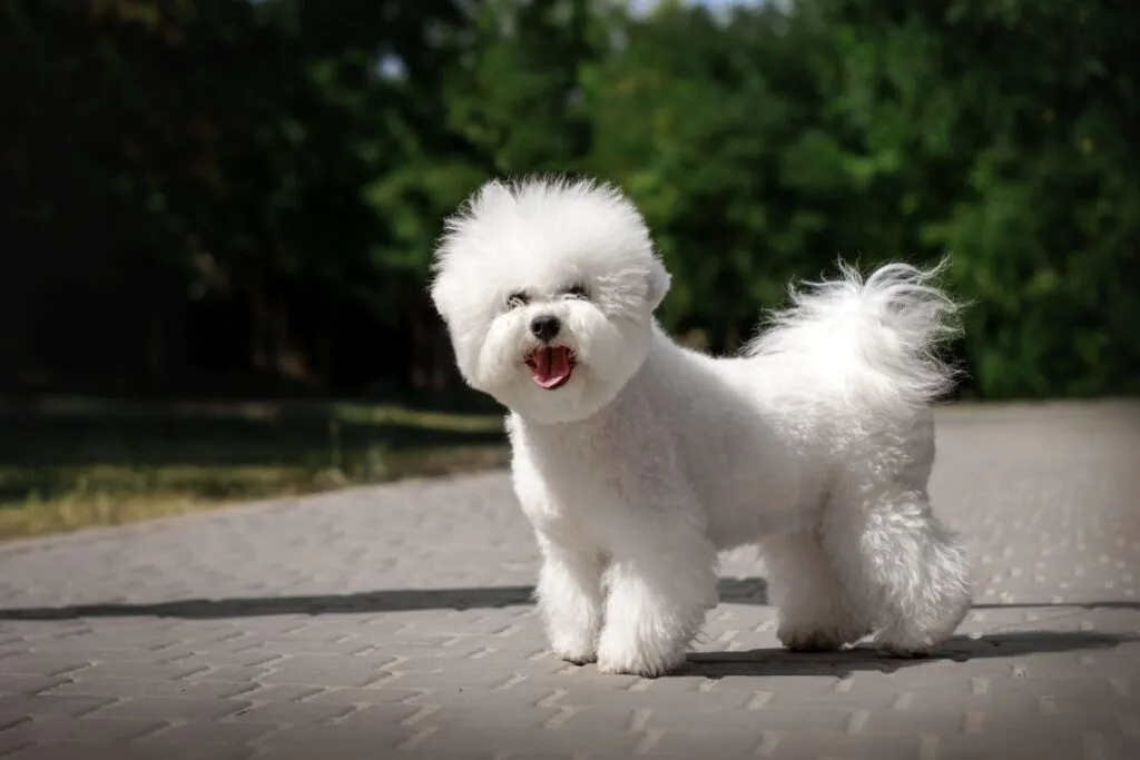 bichon frise adatto per persone allergiche