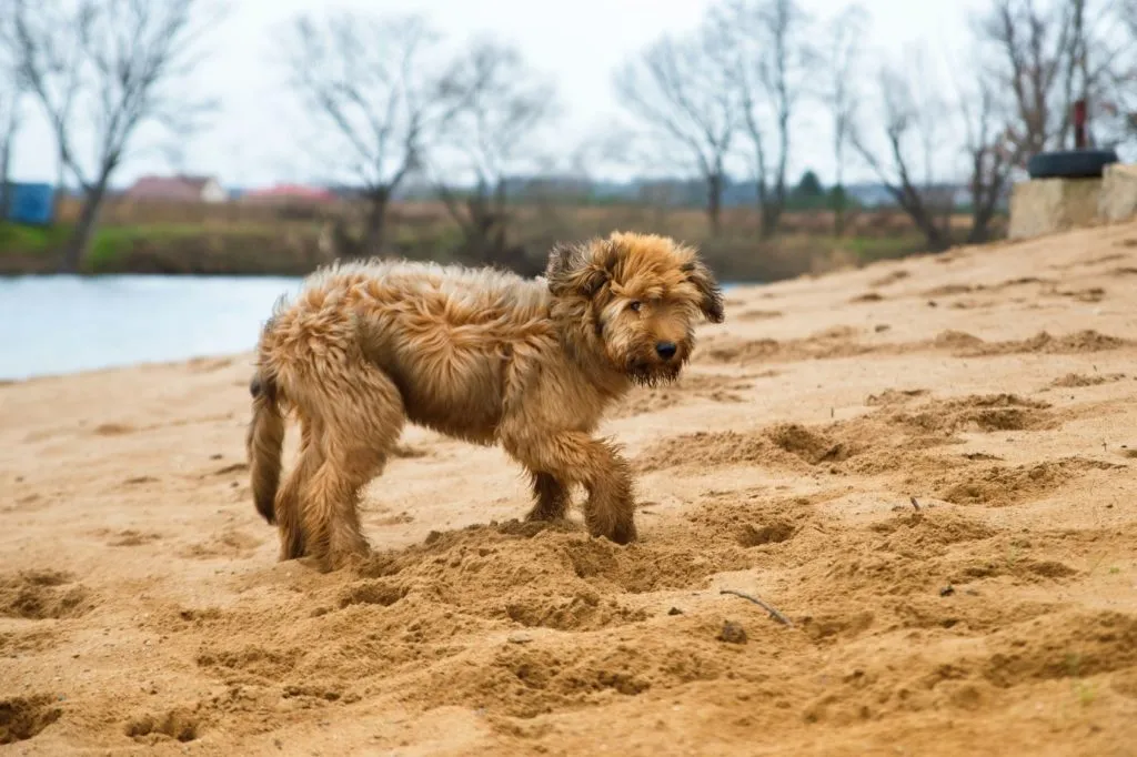 cucciolo di cane pastore brie (briard)