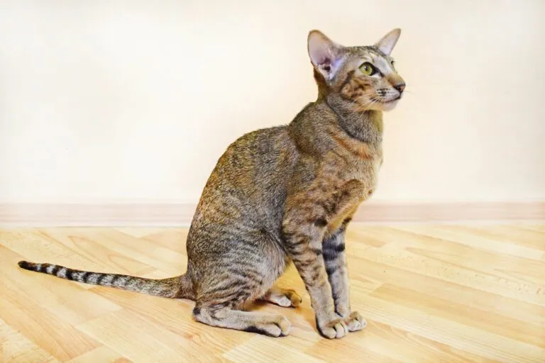 gatto orientale a pelo corto (oriental shorthair)