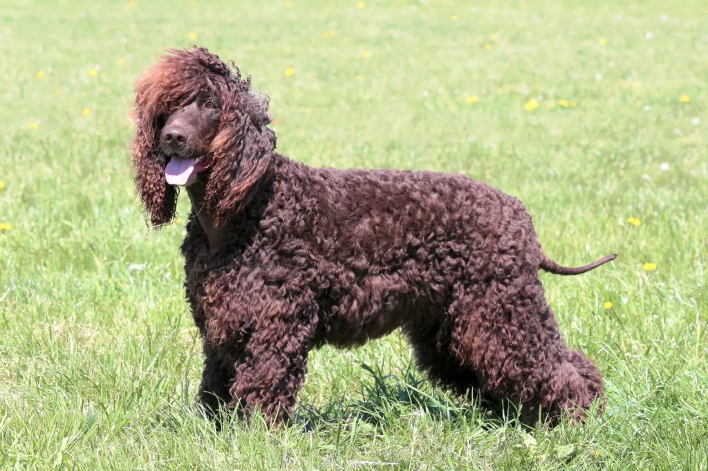 irish water spaniel in giardino