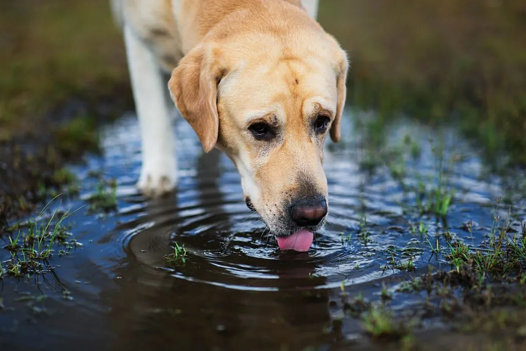 cane beve da pozzanghera