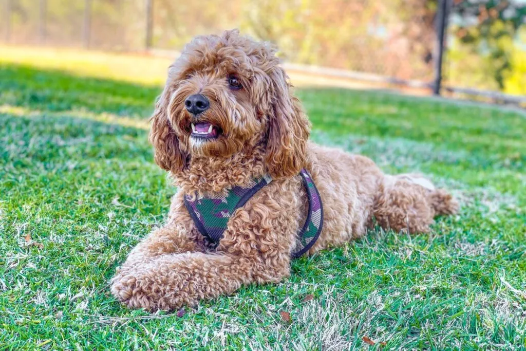 Cavapoo marrone in un prato