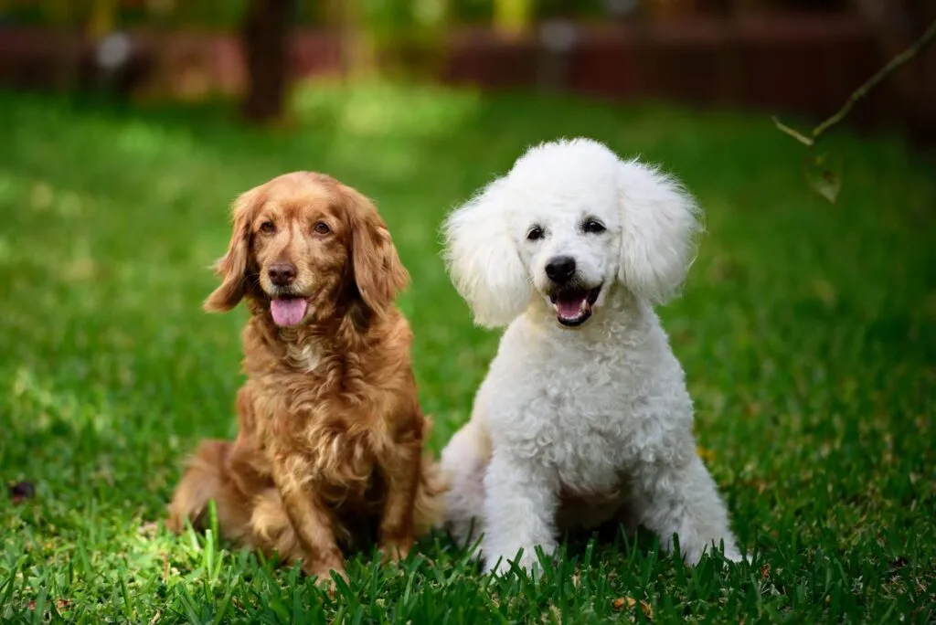 barboncino e cocker spaniel siedono insieme