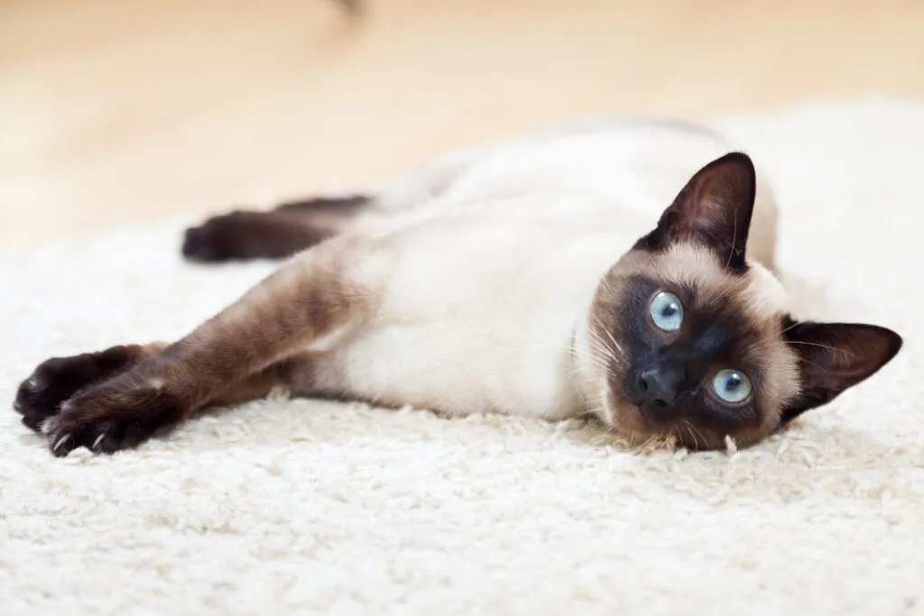 Gatto siamese