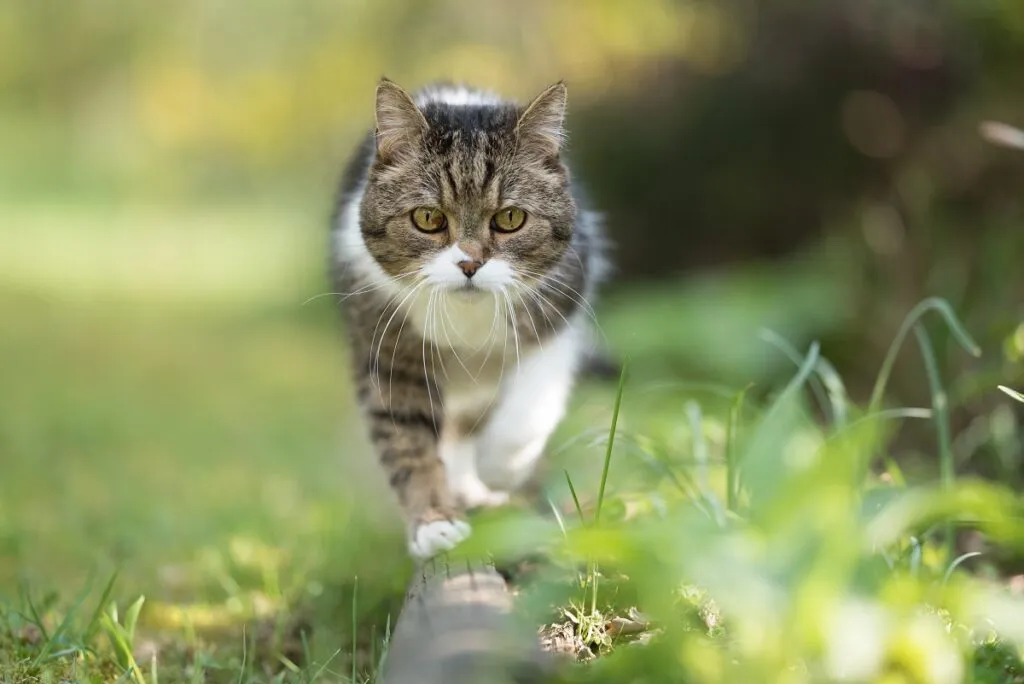 gatto in equilibrio su tronco