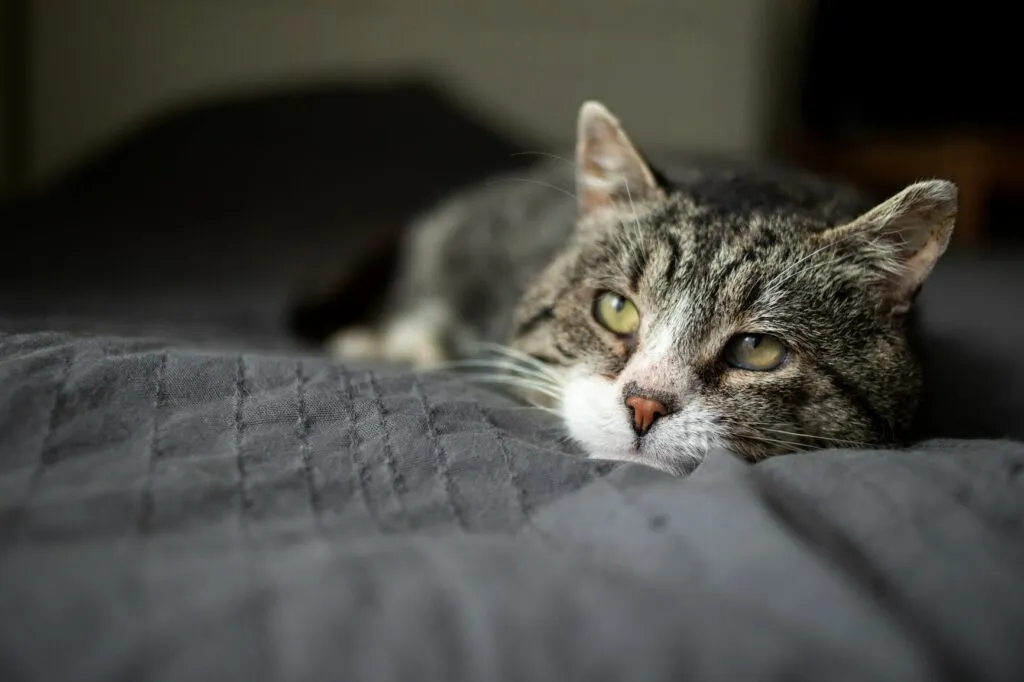 gatto sul letto