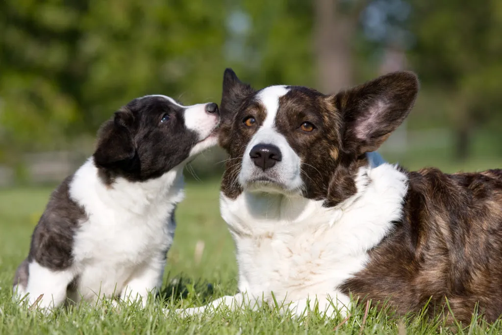 welsh corgi cardigan con cucciolo