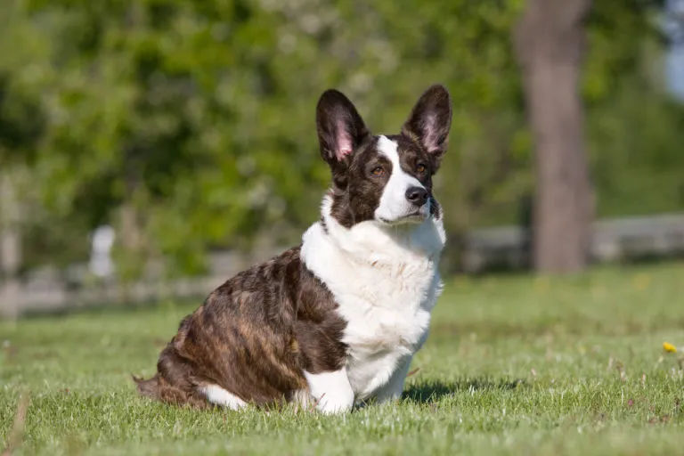 welsh corgi cardigan