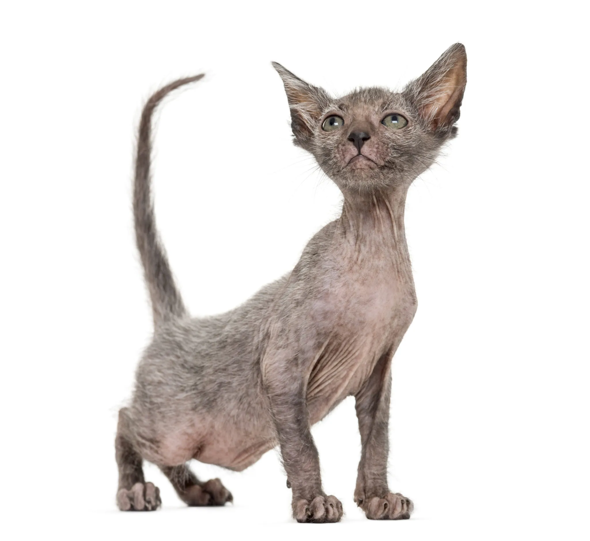 Lykoi gattino