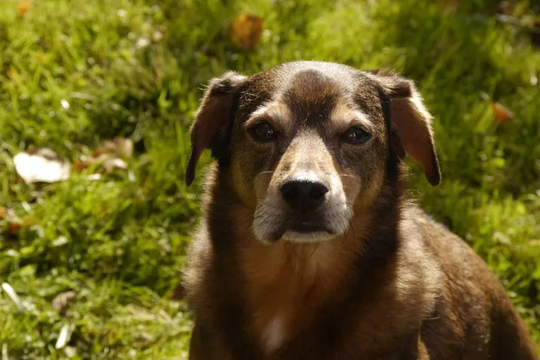 cane con labbro gonfio per puntura vespa