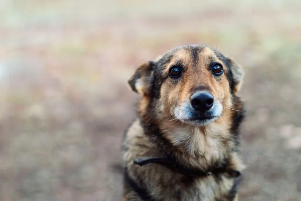 cane guarda con occhi da cucciolo