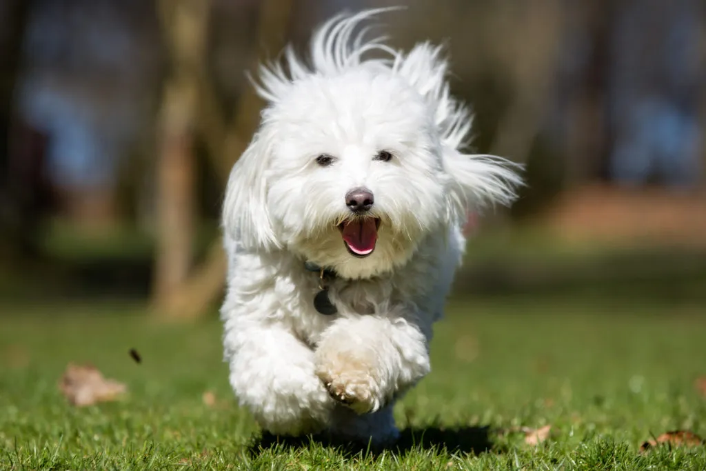 coton de tulear corre nel prato