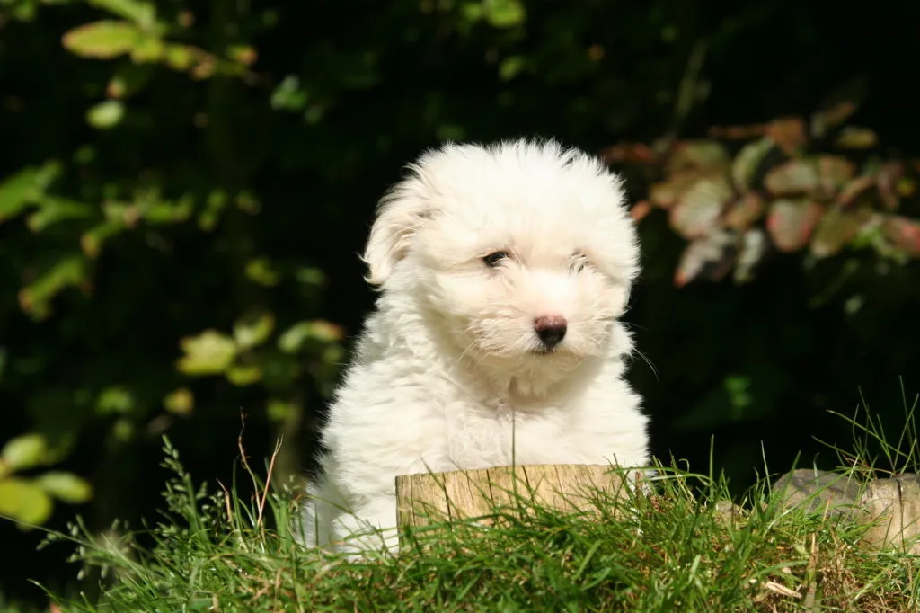 coton de tulear cucciolo