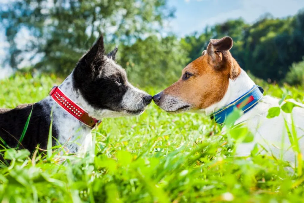 due cani si baciano nel prato