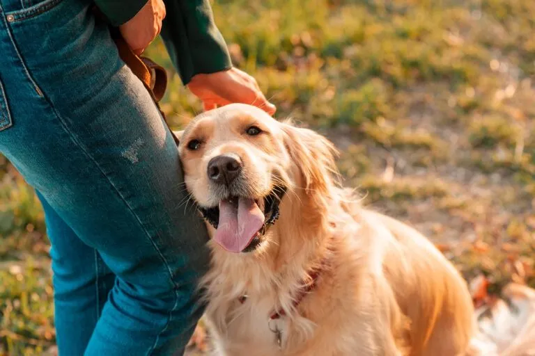 golden retriever innamorato del padrone