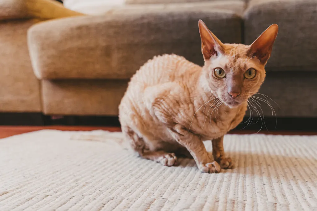 gatto Peterbald variante gold