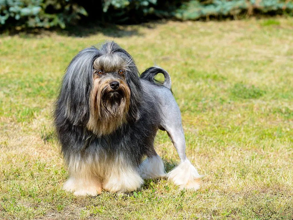 piccolo cane leone nel prato