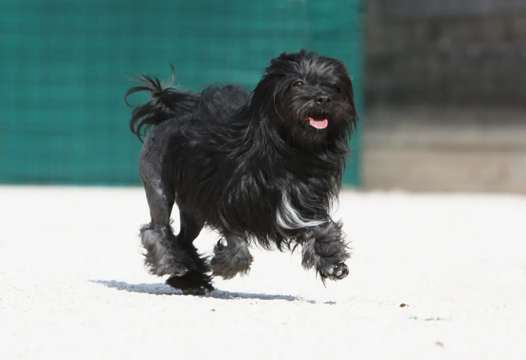 piccolo cane leone nero