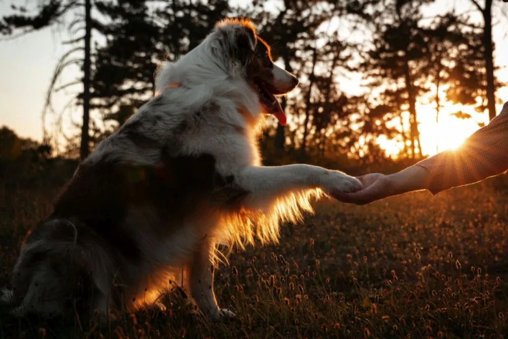 cane dà zampa al padrone